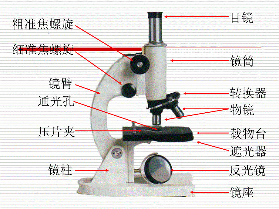 显微镜的结构及使用方法_第3页