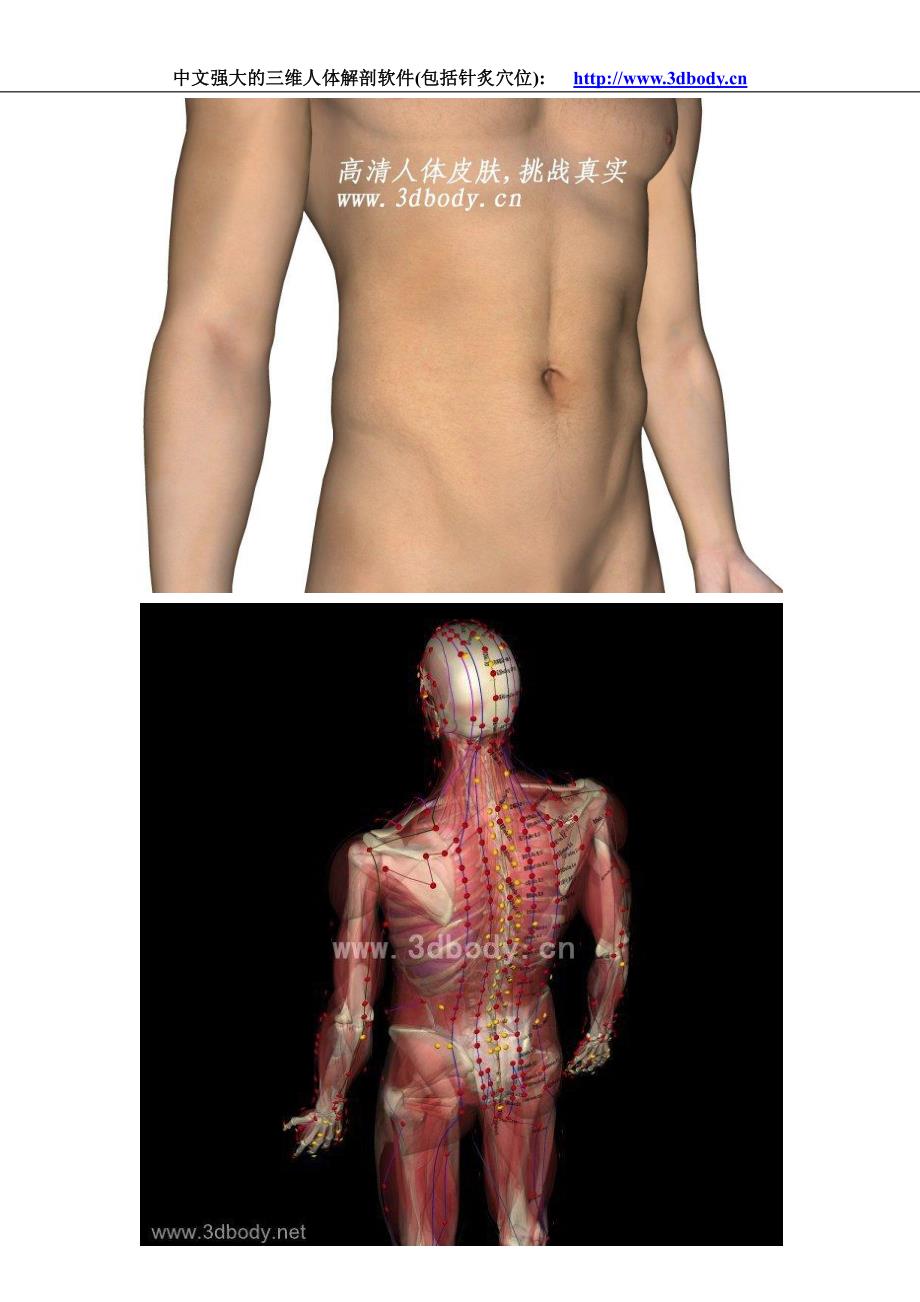 三维人体解剖图全集_第1页