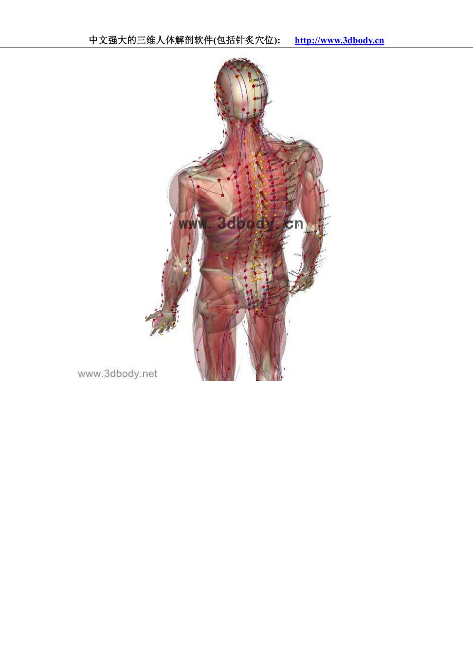 三维人体解剖图全集_第2页