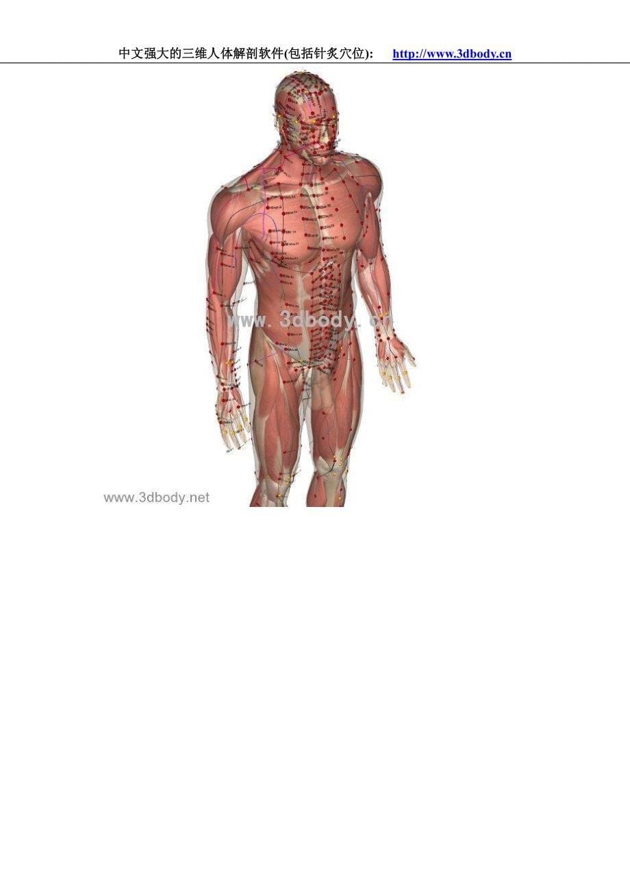 三维人体解剖图全集_第5页