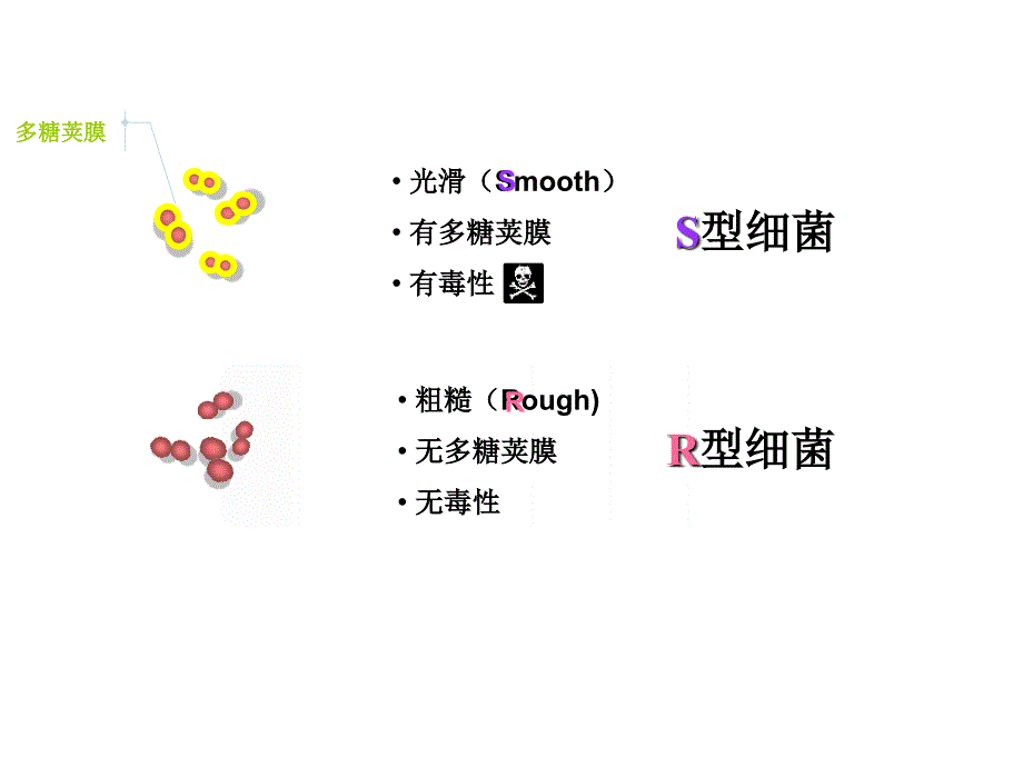 DNA是主要的遗传物质_第3页