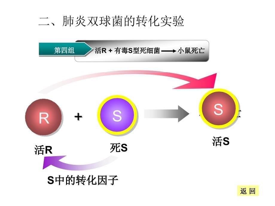 DNA是主要的遗传物质_第5页