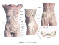 腹部和背下部的骨骼特征－人体解剖图