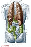 人体解剖图－身体主干－背面图