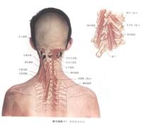 颈部深层肌肉－人体解剖图