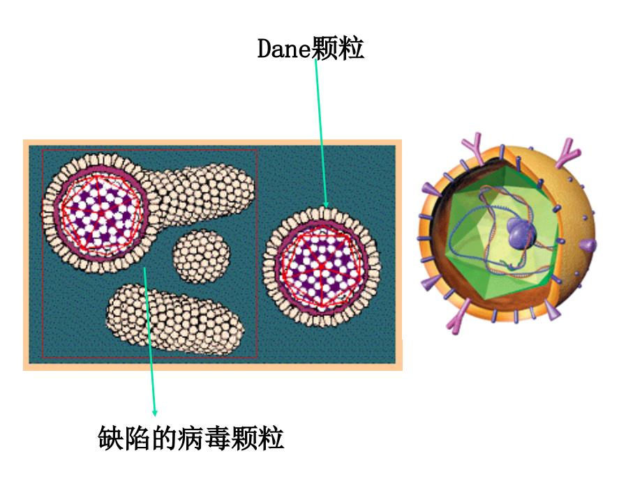 微生物课件（朱卫）乙肝_第2页