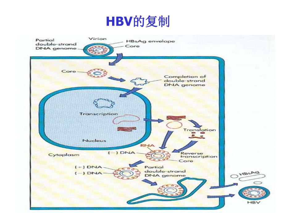 微生物课件（朱卫）乙肝_第3页