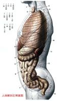 人体解剖图－身体主干－左侧图
