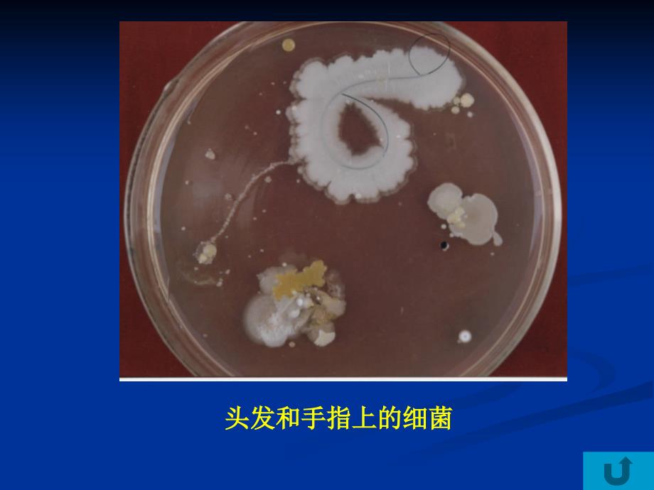 微生物学－微生物课件（周长林）微生物的控制_第4页