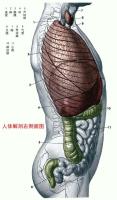 人体解剖图－身体主干－右侧图