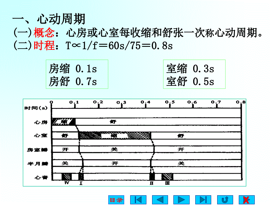 血液循环－生理课件_第3页