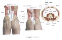 背下部肌肉－人体解剖图