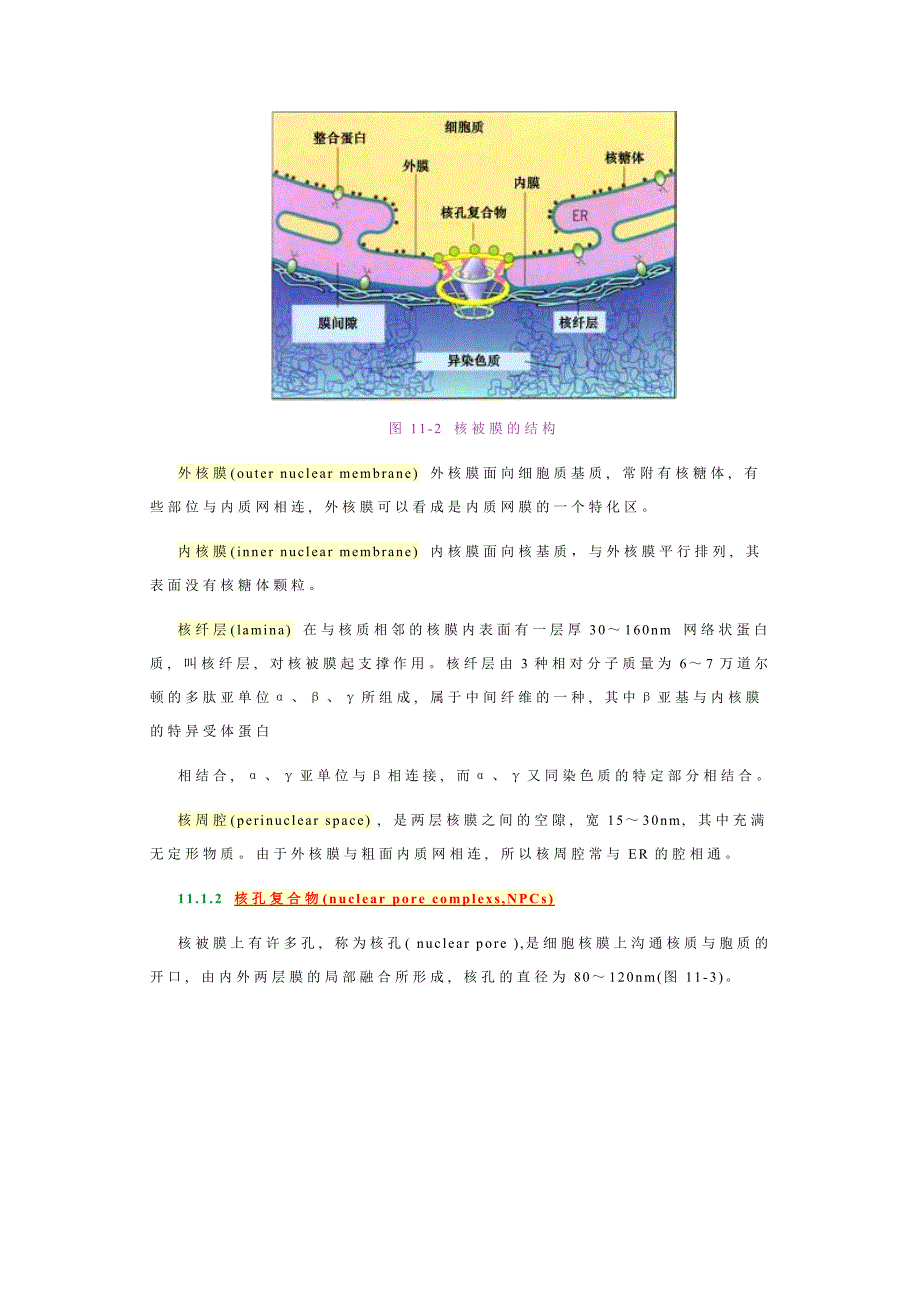 细胞核与染色体－王金发细胞生物学讲义_第2页