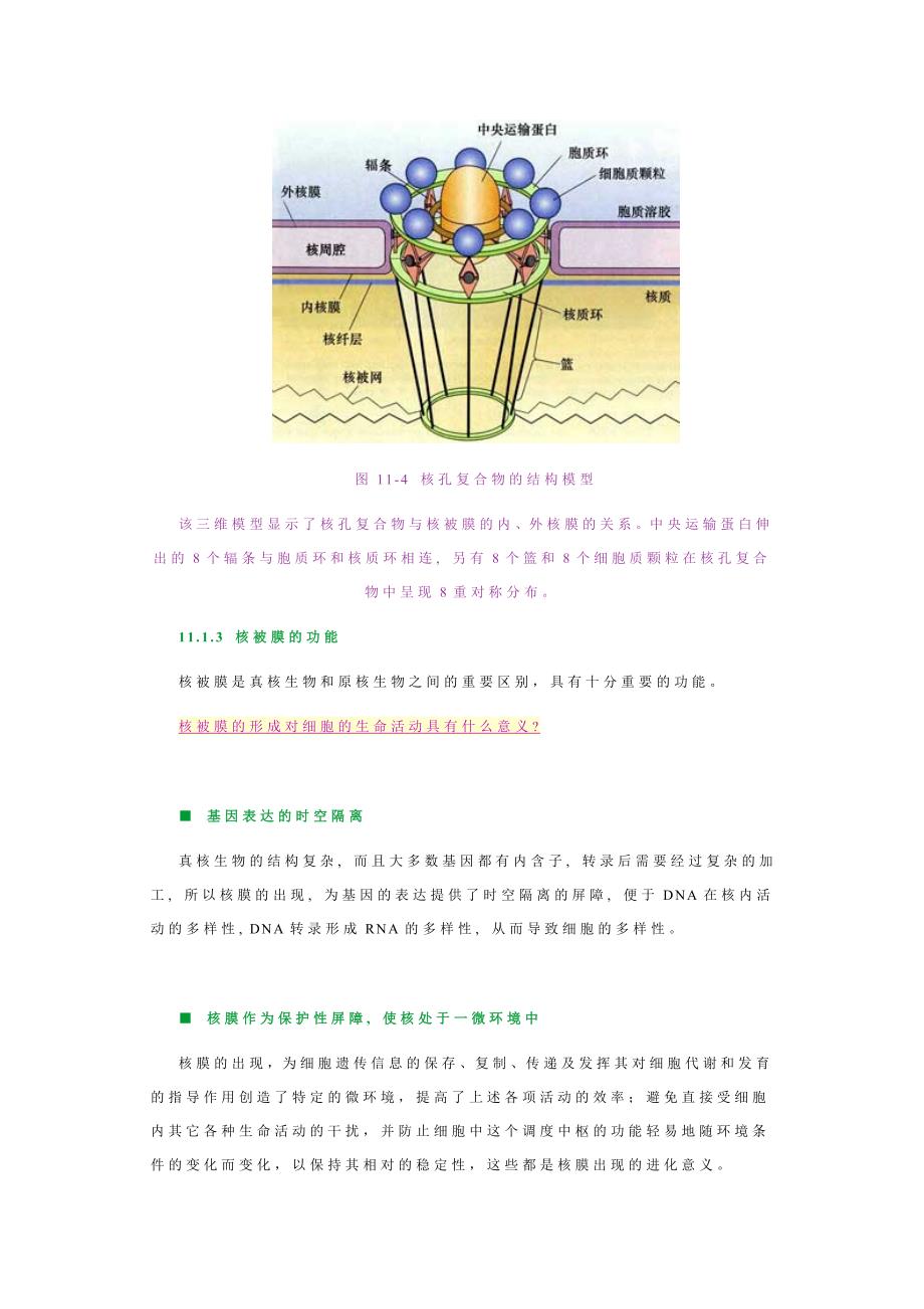 细胞核与染色体－王金发细胞生物学讲义_第4页