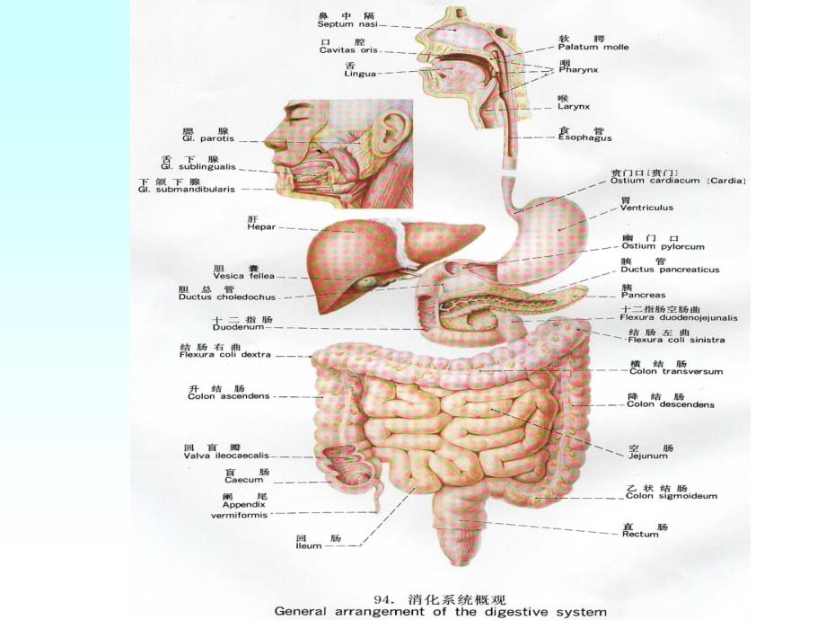 消化系统－人体解剖生理学课件-傅继华,李运曼_第4页