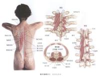 背部的肌肉－人体解剖图