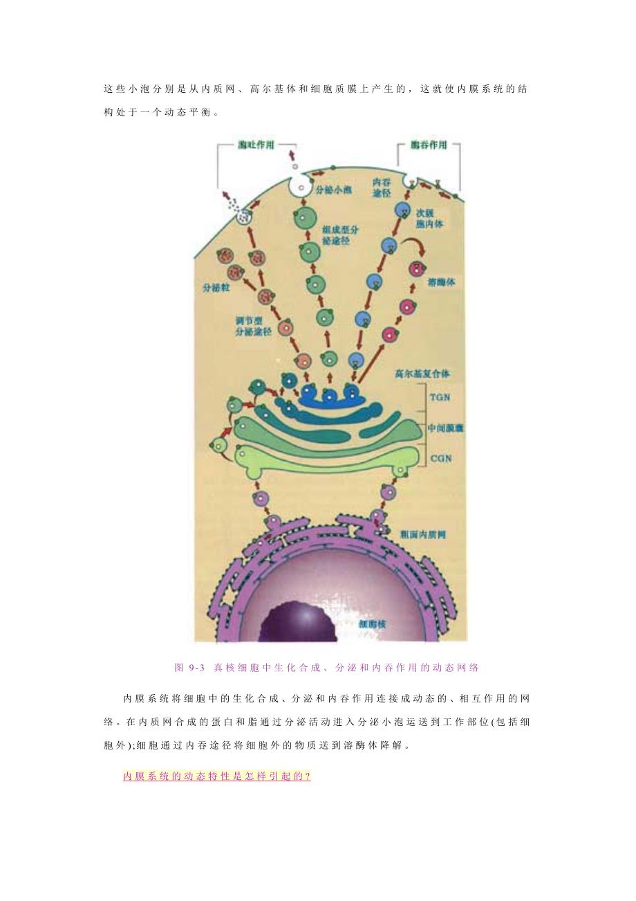 内质网和高尔基体－王金发细胞生物学讲义_第4页