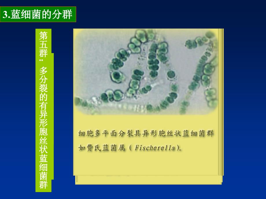 微生物课件（朱卫）蓝细菌_第3页