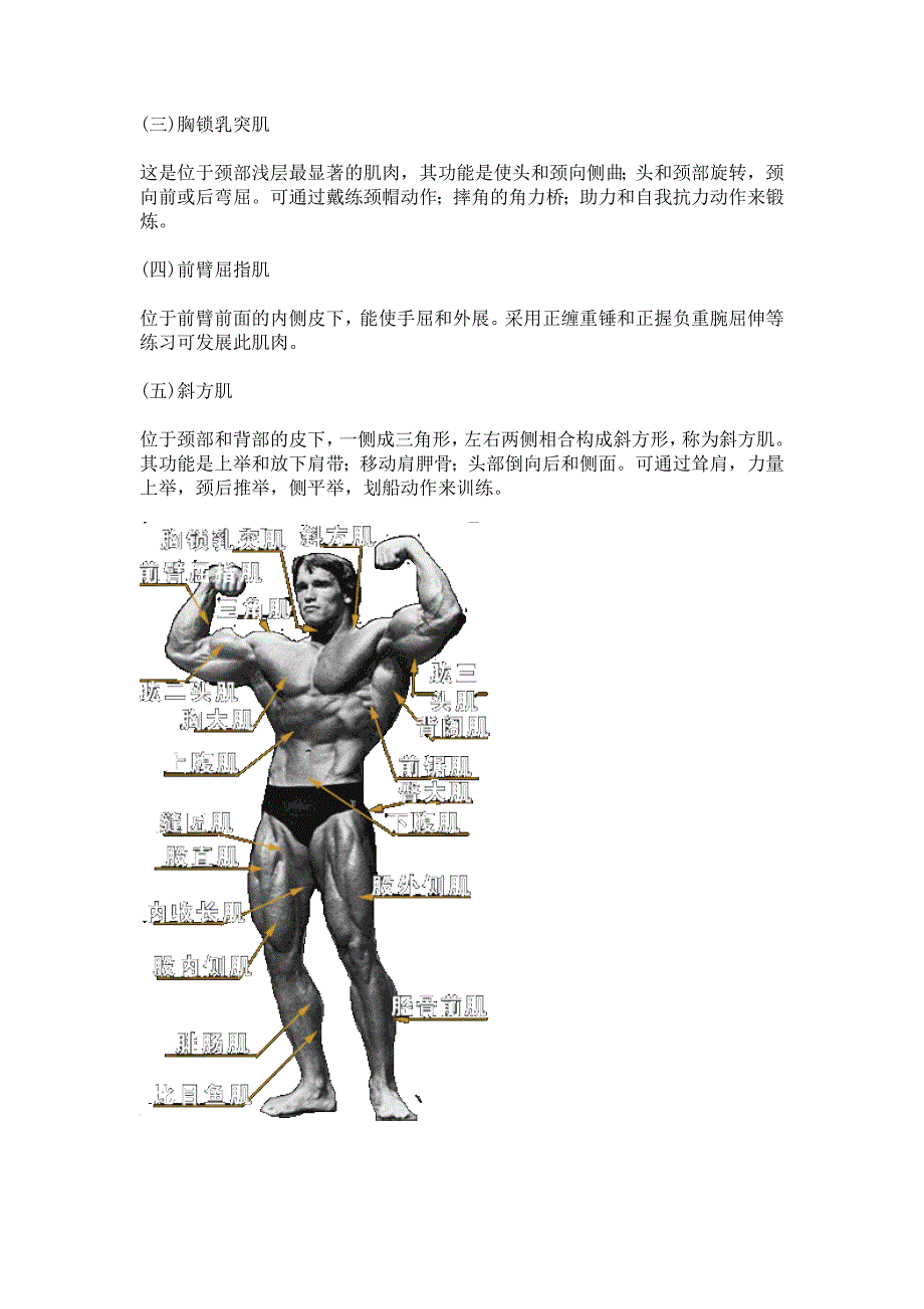 人体肌肉分布图人体经络走向图_第3页