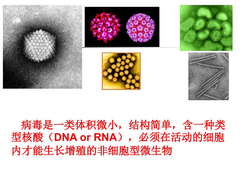 微生物课件（朱卫）病毒_第2页