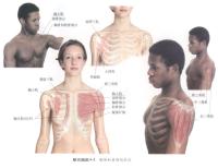 胸部和肩部的肌肉－人体解剖图