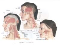 头和颈部侧面肌肉－人体解剖图