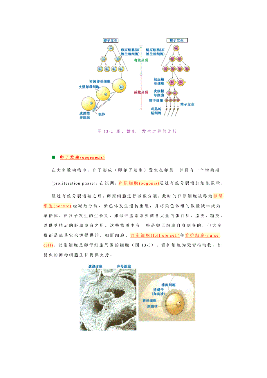 细胞分化－王金发细胞生物学讲义_第2页