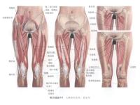 大腿部的肌肉 前面观－人体解剖图