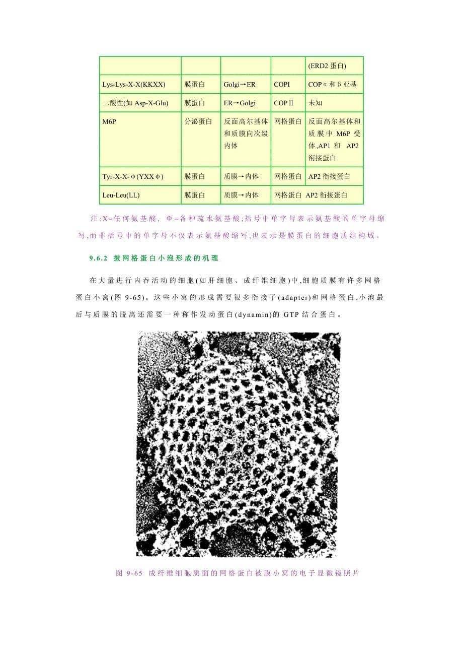 小泡运输的分子机理－王金发细胞生物学讲义_第5页
