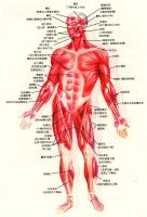 人体前面肌肉－人体解剖图