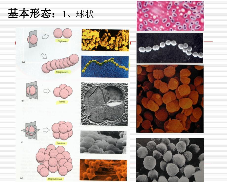 微生物课件－细菌(1-3)_第4页