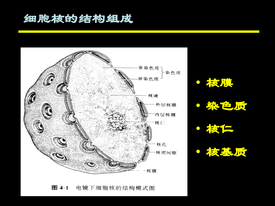 细胞核 (nucleus)－医学细胞生物学_第2页