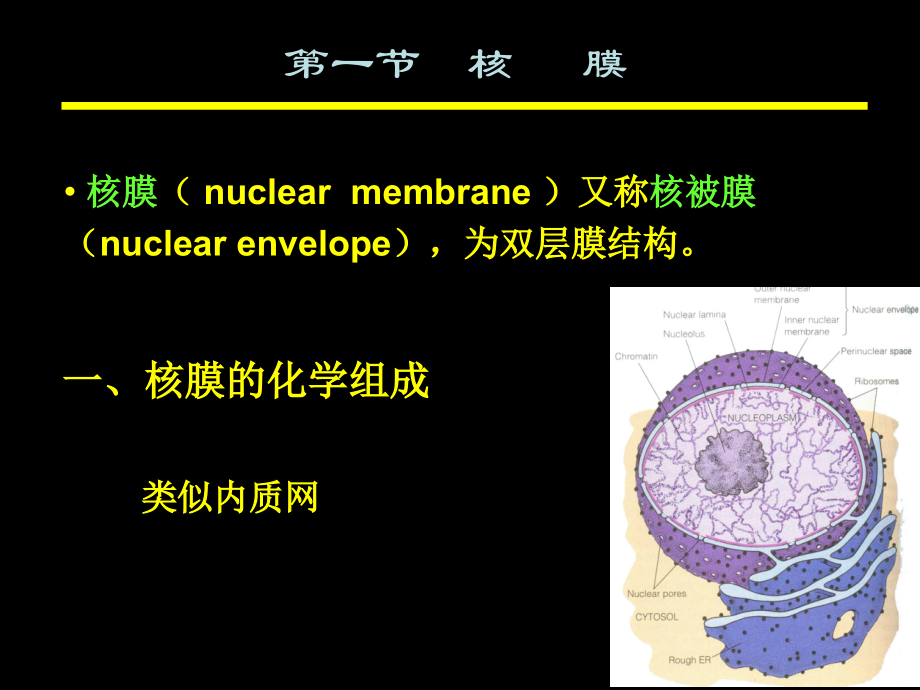 细胞核 (nucleus)－医学细胞生物学_第4页