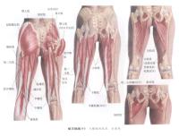 大腿部部的肌肉 后面观－人体解剖图