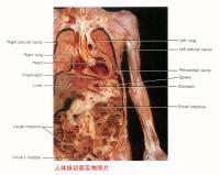 人体解剖图－身体主干－纵剖图