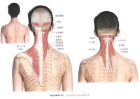 头和颈部后面浅表肌肉－人体解剖图