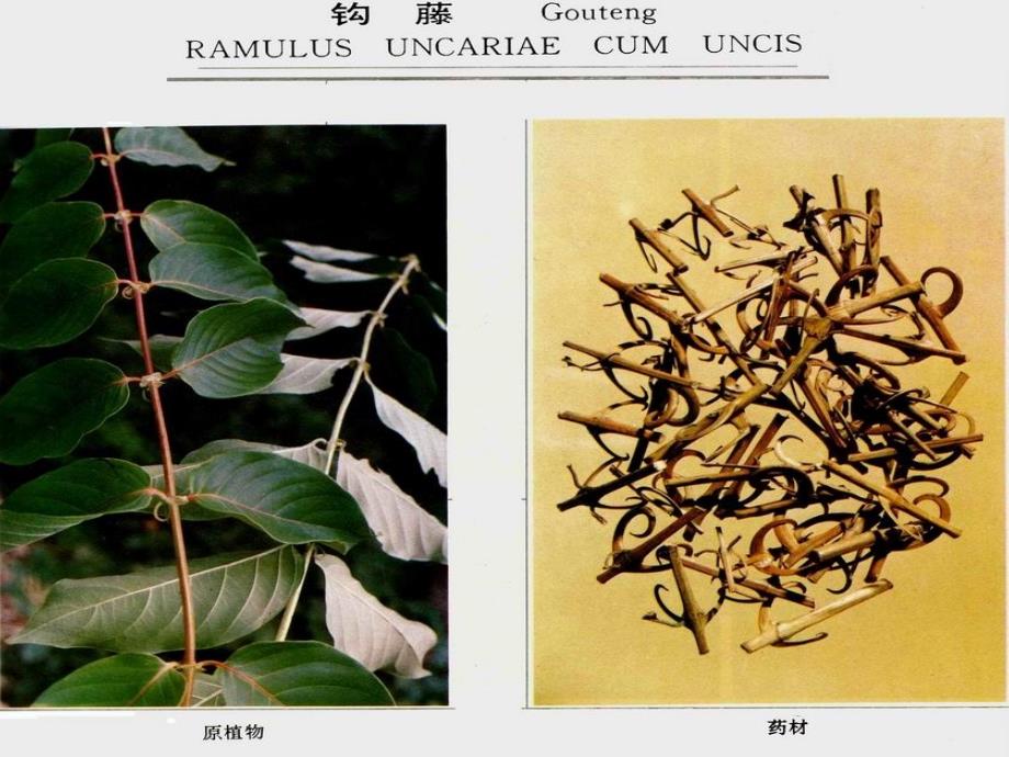 钩藤 Ramulus Uncariae cum Uncis－中药课件_第2页