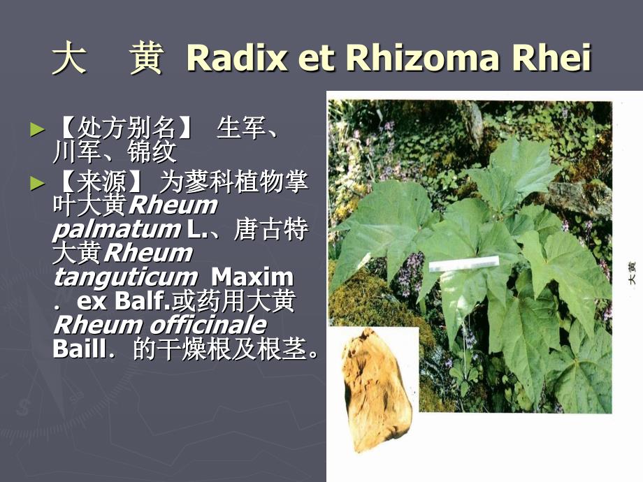 大黄 Radix et Rhizoma Rhei－中药课件_第1页