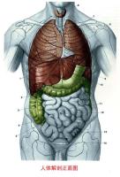 人体解剖图－身体主干－正面图