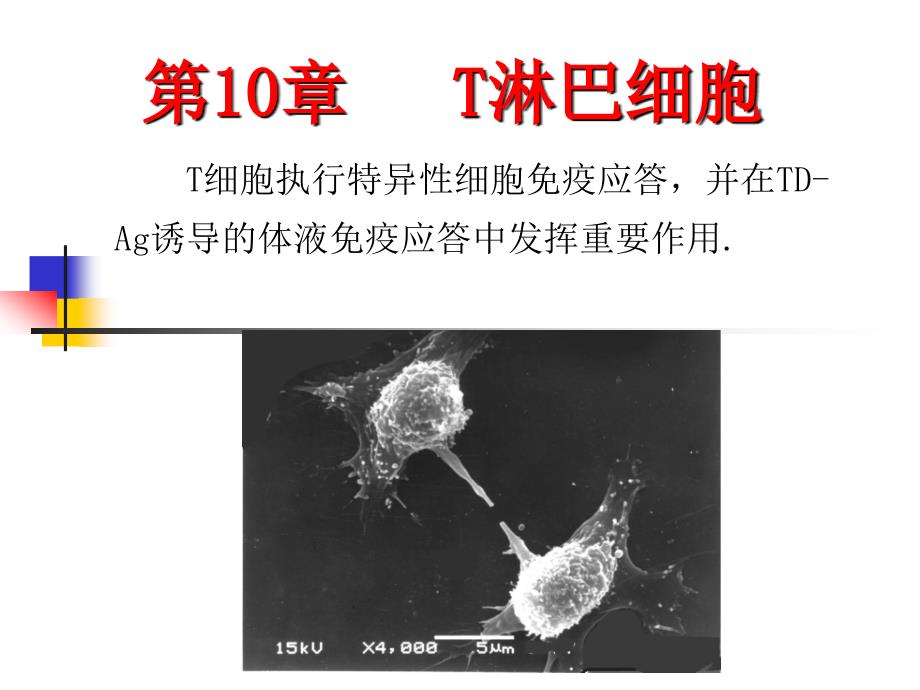 T淋巴细胞 T-cell_第1页
