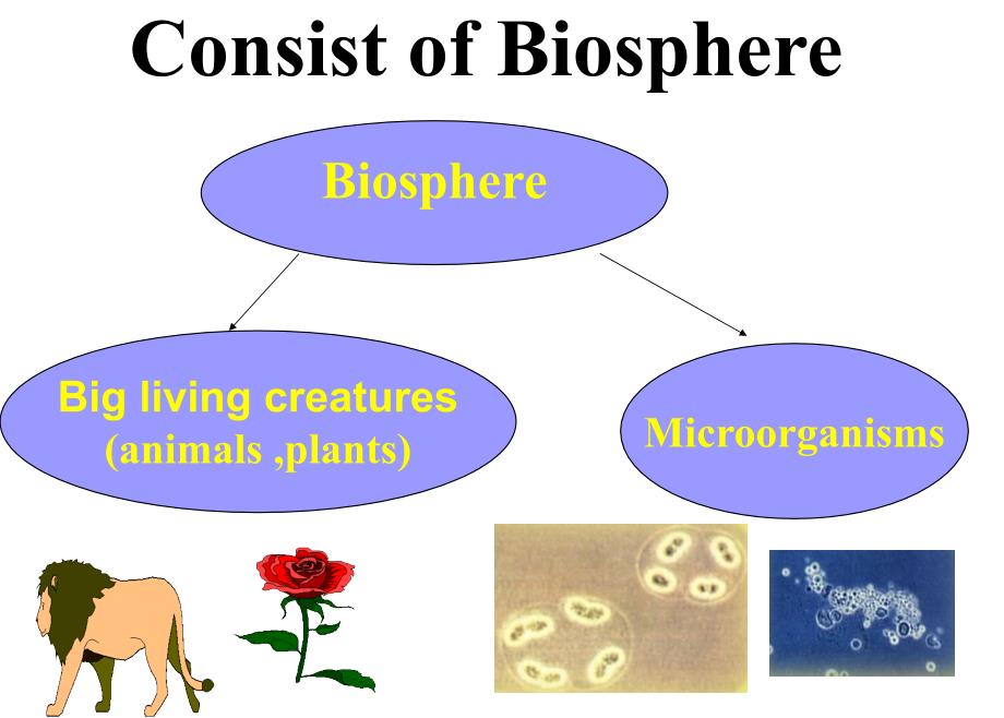 微生物绪论Preface of  Microbiology_第4页