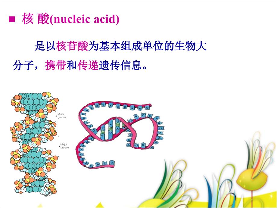 核酸的结构与功能 Structure and Function of Nucleic Acid_第3页