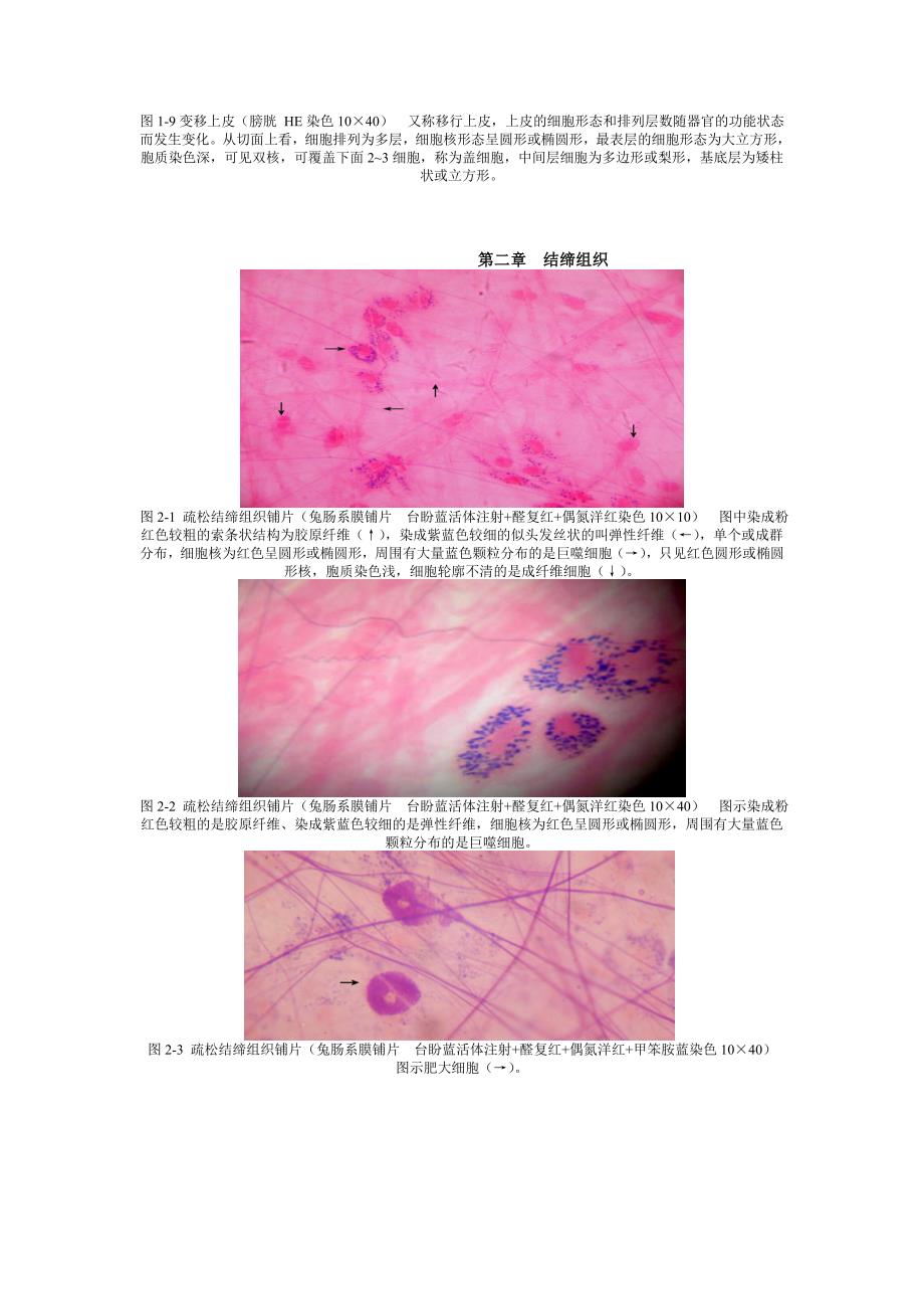 电子图谱－组织学与胚胎学－张军明制作_第4页