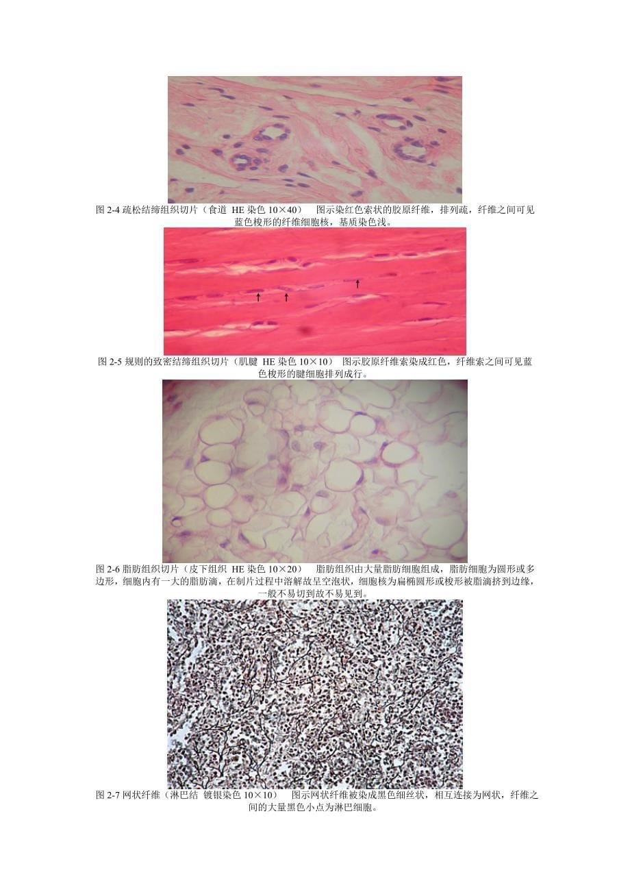 电子图谱－组织学与胚胎学－张军明制作_第5页