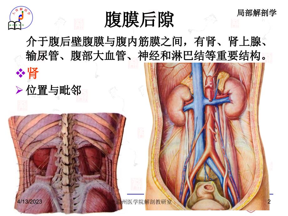 腹膜后隙－局部解剖学课件_第2页