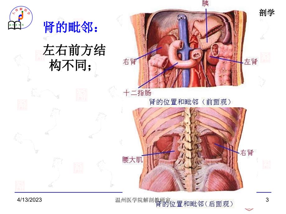 腹膜后隙－局部解剖学课件_第3页