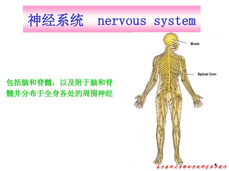 神经系统总论课件－系统解剖学_第2页
