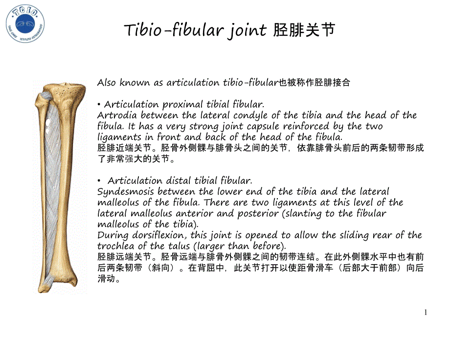Tibio-fibular_joint胫腓关节－整骨培训课件(02)_第1页