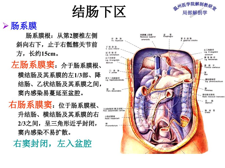结肠下区－局部解剖学课件_第4页