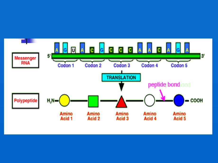 蛋白质的生物合成（翻译）Protein Biosynthesis，Translation_第2页